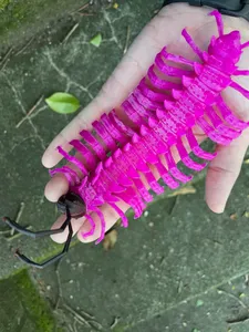Shocking Pink Dragon Millipede