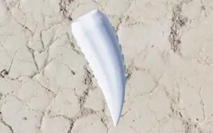 Dragon Tooth