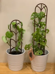 Modular plant support / plant trellis