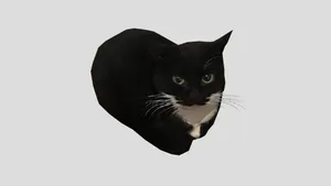 Maxwell the cat