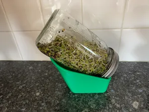 Sprout Jar Drain Tray