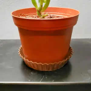 Reeses pot tray/coaster