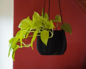 Modern Hanging Spiral Planter in 2 variants