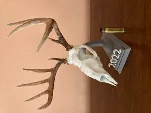 Whitetail Deer Euro Mount Miniature