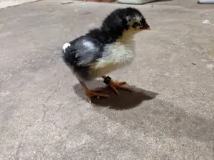 Chick leg band