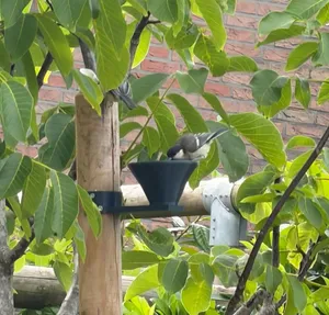 Bird Drinking Bowl