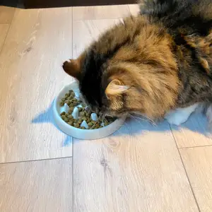 Food toy bowl (chonks edition)