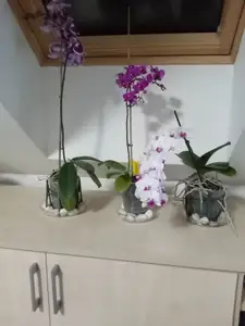 Orchid pot support