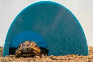 Cabane pour tortue juvénile / Hut for juvenile turtle