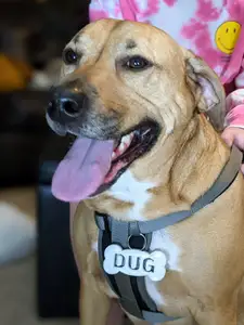 Bone Shaped Customizable Name Tag for Dog