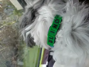 Flexible Dog Info Tag