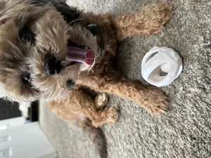 Ball in Ball Cat toy (Textured version included) - More entertainment