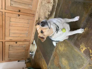 Tennis ball dog tag
