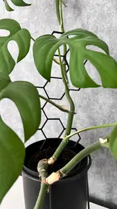 Support for plants
