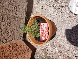 Flower Sun Sign
