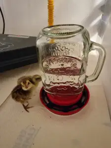 Safety Ring for Mason Jar Chick Water Dispenser