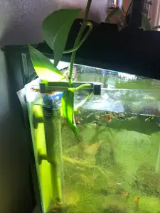 Pothos Aquarium Plant Holder Propagation