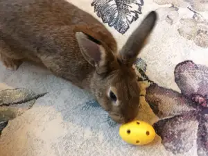 Rabbit toy, Cat toy