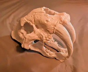 Smilodon Skull (Saber-Toothed Cat)