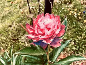 Pink Peony Filament Painting