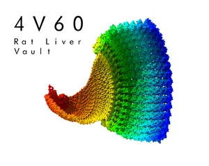 Protein Structure 4V60: Rat Liver Vault