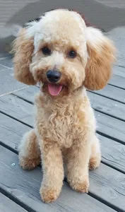 Poodle dog sitting barboncino