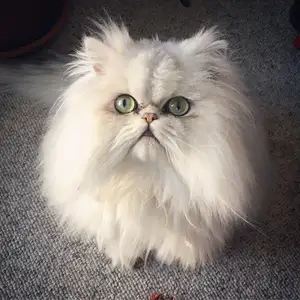 Persian Cat Cookie Cutter
