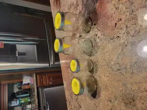 Mason jar fruit fly trap (wide mouth and regular mouth, for both quart and half pint jars)