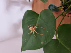 Flexi Spider