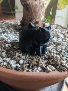 FatCat