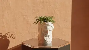Hercules - Pot Plant
