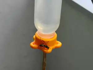 Flower Feeder for Insects