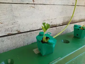 Strawberry Runner Rooter Box for Dirt & Hydroponics