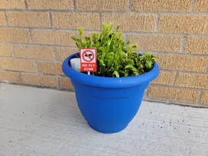 No Fly Zone sign for Venus Flytrap