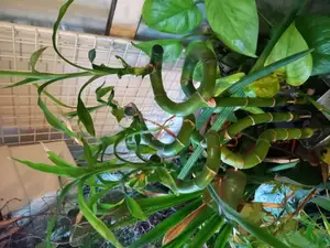 Lucky bamboo holder for aquarium