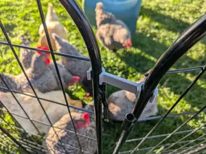 Garden Fence latch for Chickens or other small animals