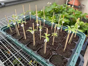 support for seedlings