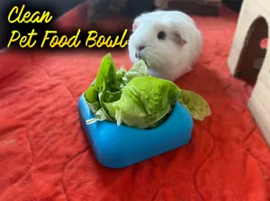 Clean Food Bowl for Pets