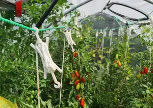 Tomato hooks for greenhouses