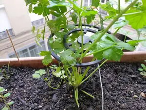 Support spiral for plants