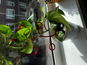 Extendable plant climber