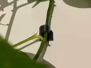 Little vine to support vines