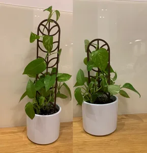 V2 Modular plant support / plant trellis
