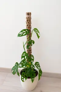 Moss pole