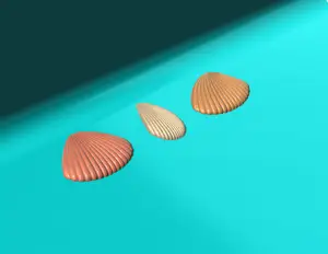 Sea Shells