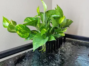 Aquarium Planter - *no supports needed*