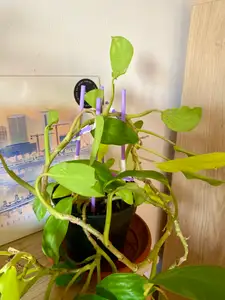 Modular Plant Climber