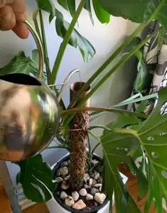 Monstera Moss Pole - MossyHydrator