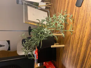 Plant Stands for IKEA FEJKA potted plant