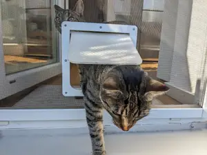Cat door for mosquito nets